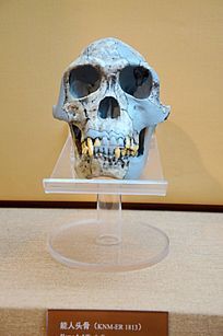 ����ͷ��