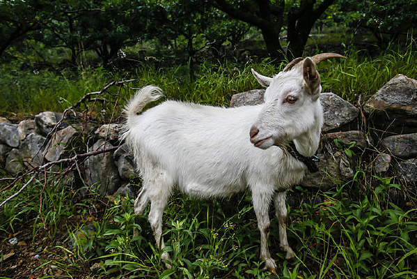 Ťͷ������ɽ��