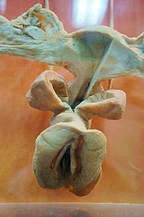 Ů����ֳϵͳ