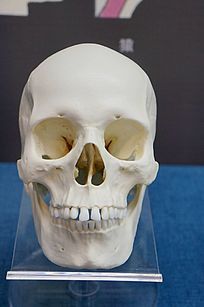 ŷ��Ů��ͷ��