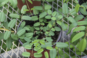 ������Ҷ��