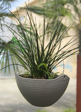 ������Ҷ��