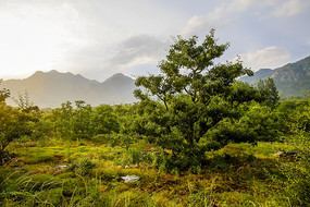 ��ɽ����