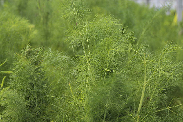 ΢��������