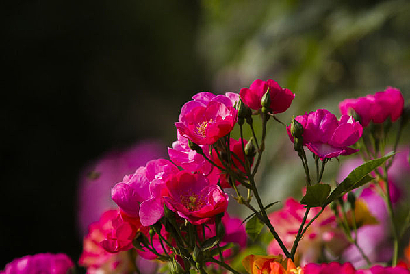 С���¼�������