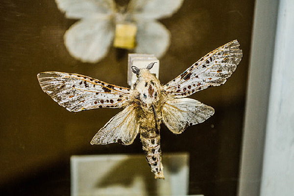 б����Ū��