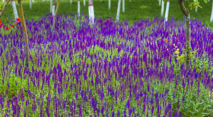 ޹�²��̲�ƺ