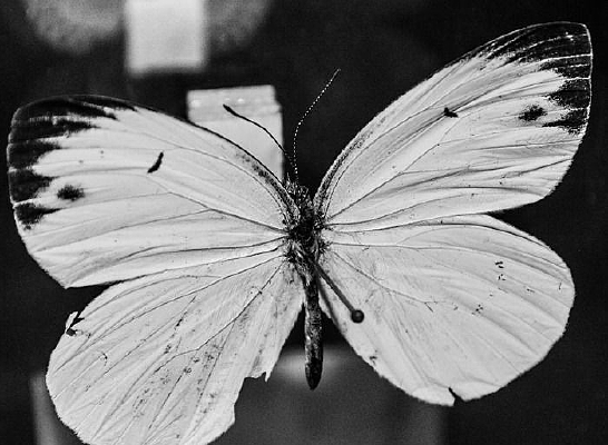 ����Ū��