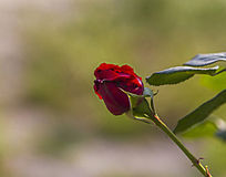 ¼Ƕ