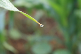 ����Ҷ���ϵ�¶��