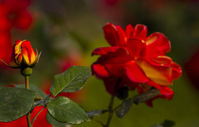 �����ڰ���