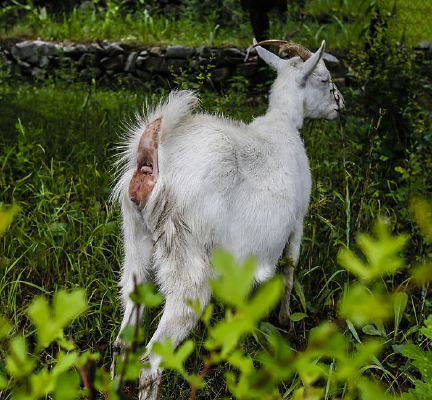 ���������ɽ��