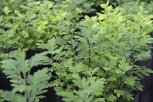 ���ݻ���