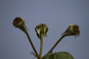 ����Ļ���