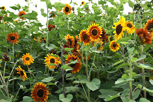 ��ɫ���տ�