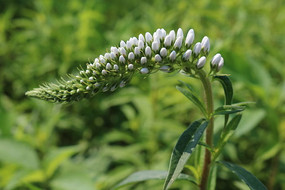 �ɴ��İ�ɫ��