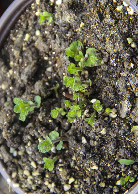 ������ѿ