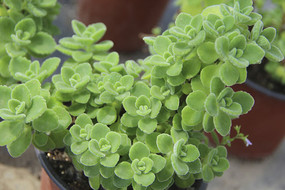 �������Ծ���