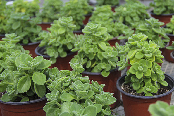 ������������ֲ��