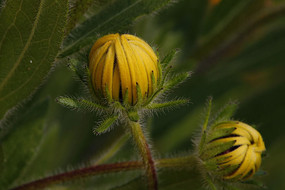 ���ľջ���