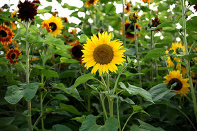 ��ɫ���տ�