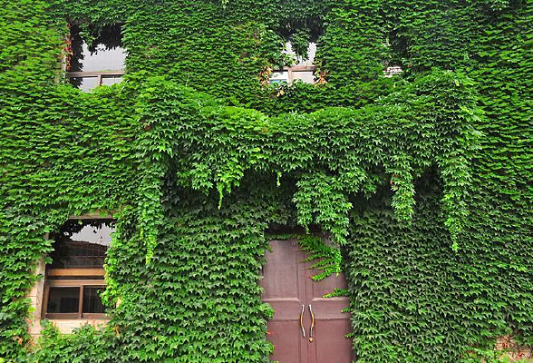 ��ɫ���ź�ǽ��