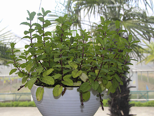 ��ֲ����