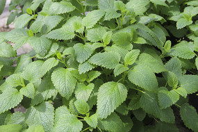 ��Ҷ����