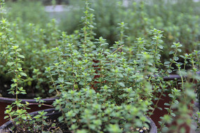 ��Ҷ����ֲ��