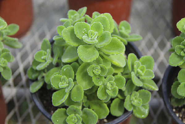 ���̶�������