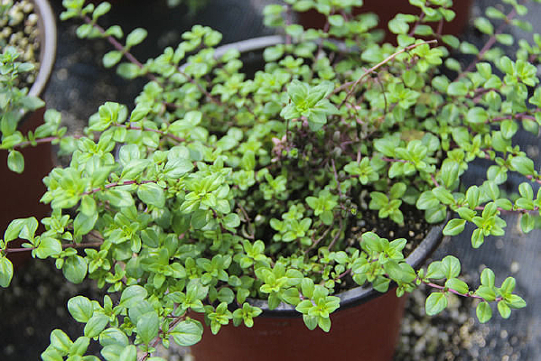 ��ҶС����