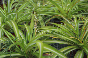 ���Ե���