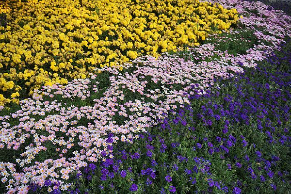 ������ɫ�Ļ���