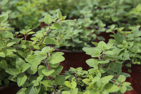 ʳ��������