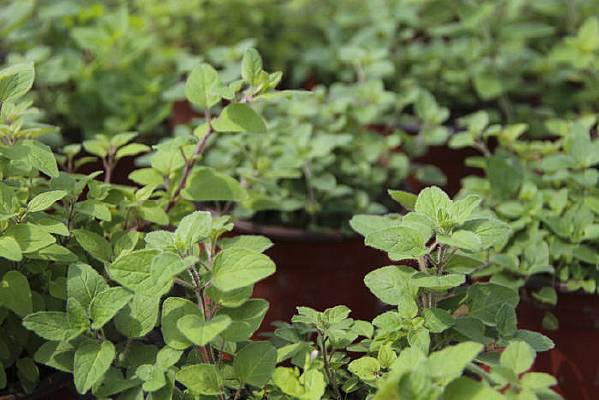 ʳ��������