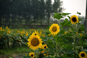 ���տ���ɫ