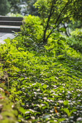 �����µ���Ҷ