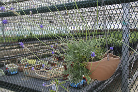 ��ޱ����