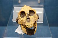 ������Գͷ��