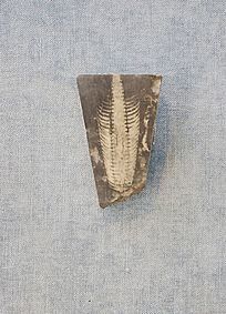 ���ռ͸������ʯ