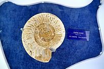 �͸�����ʯ