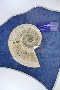 ���ѼͰĴ����Ǿ�ʯ