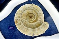 ���Ѽ͸�����˹��ʯ