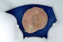 ������˼���׾�ʯ�걾