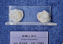 �����޶���