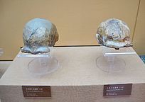 ����Գ��ͷ�ǹ�