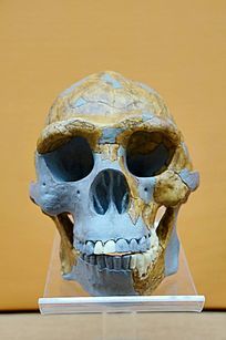 ����Գ��ͷ��