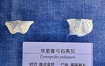 ����鹭ʯ�౴