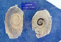 �������Ҿ�ʯ