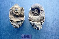 �������Ҿ�ʯ�걾